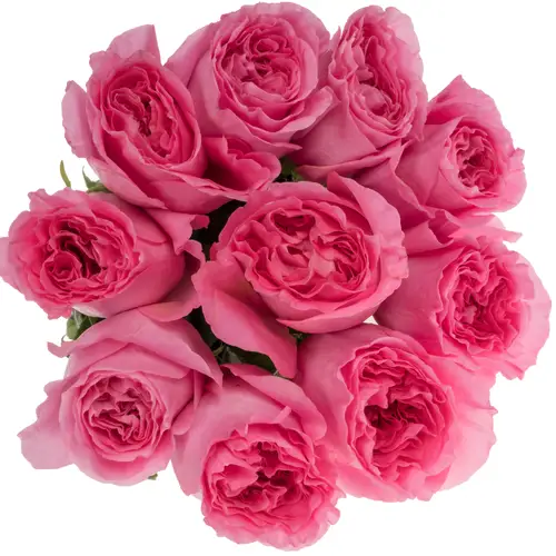 Rosa rosa Petrova 50cm
