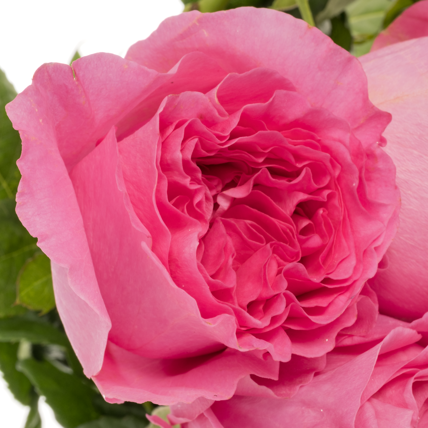 Rosa rosa Petrova 50cm