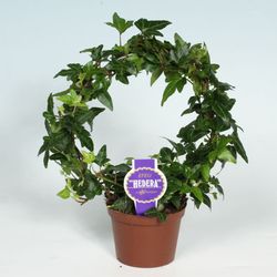 Efeu Bogen grün T09 H25