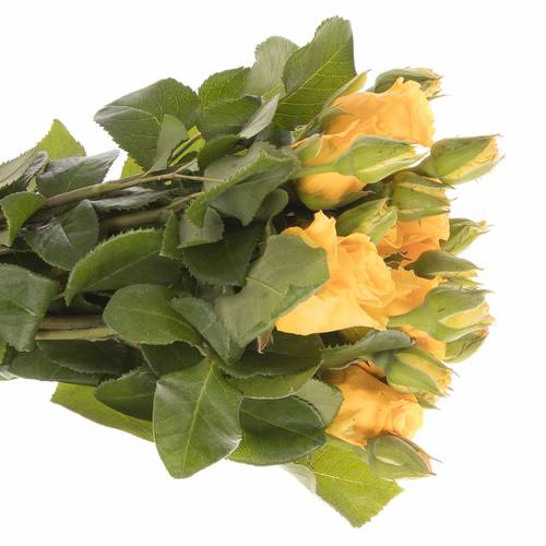 Rose Freiland gelb Sonrisa 1+Blüte 40cm