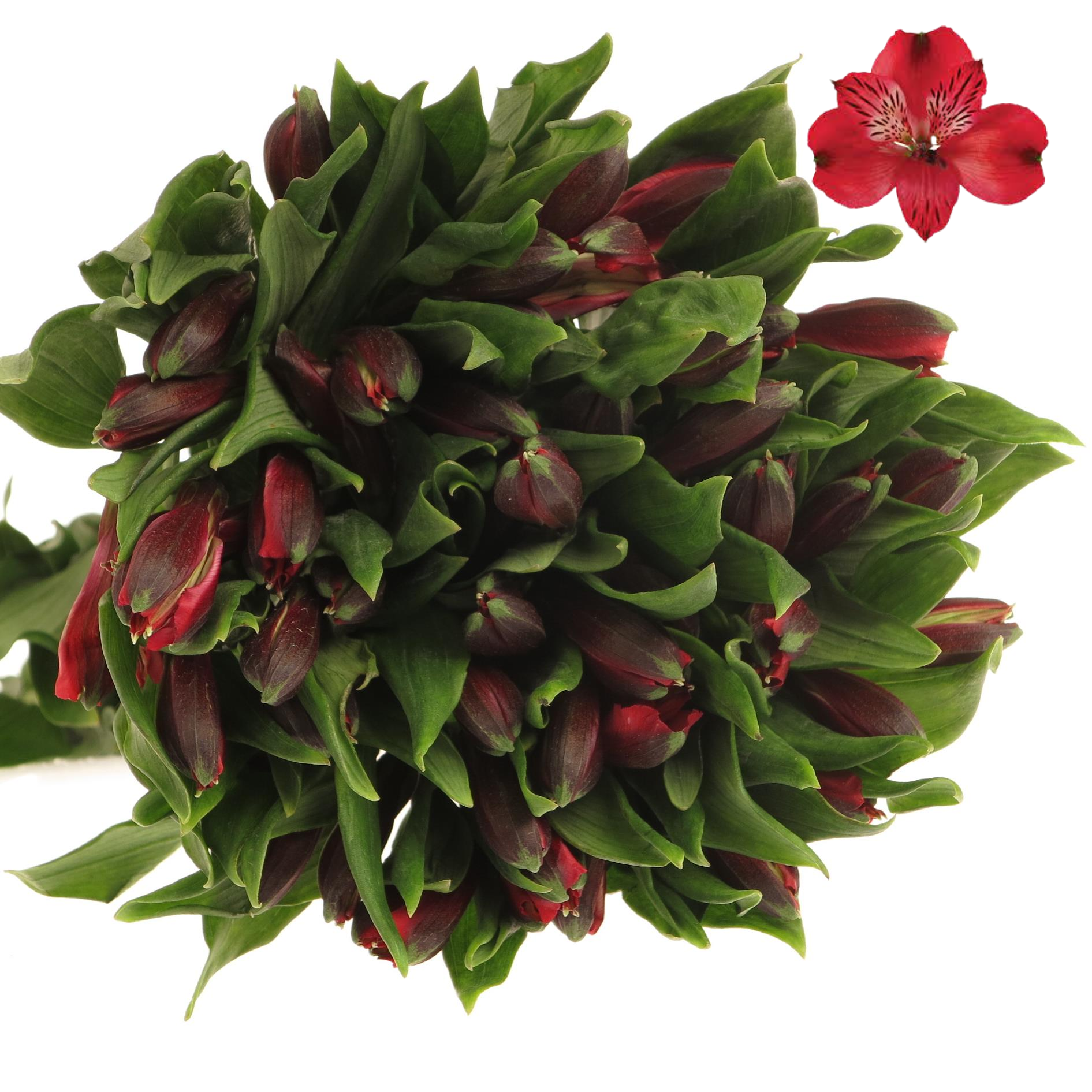 Alstroemerie rot Nadya 60 Gramm 75cm
