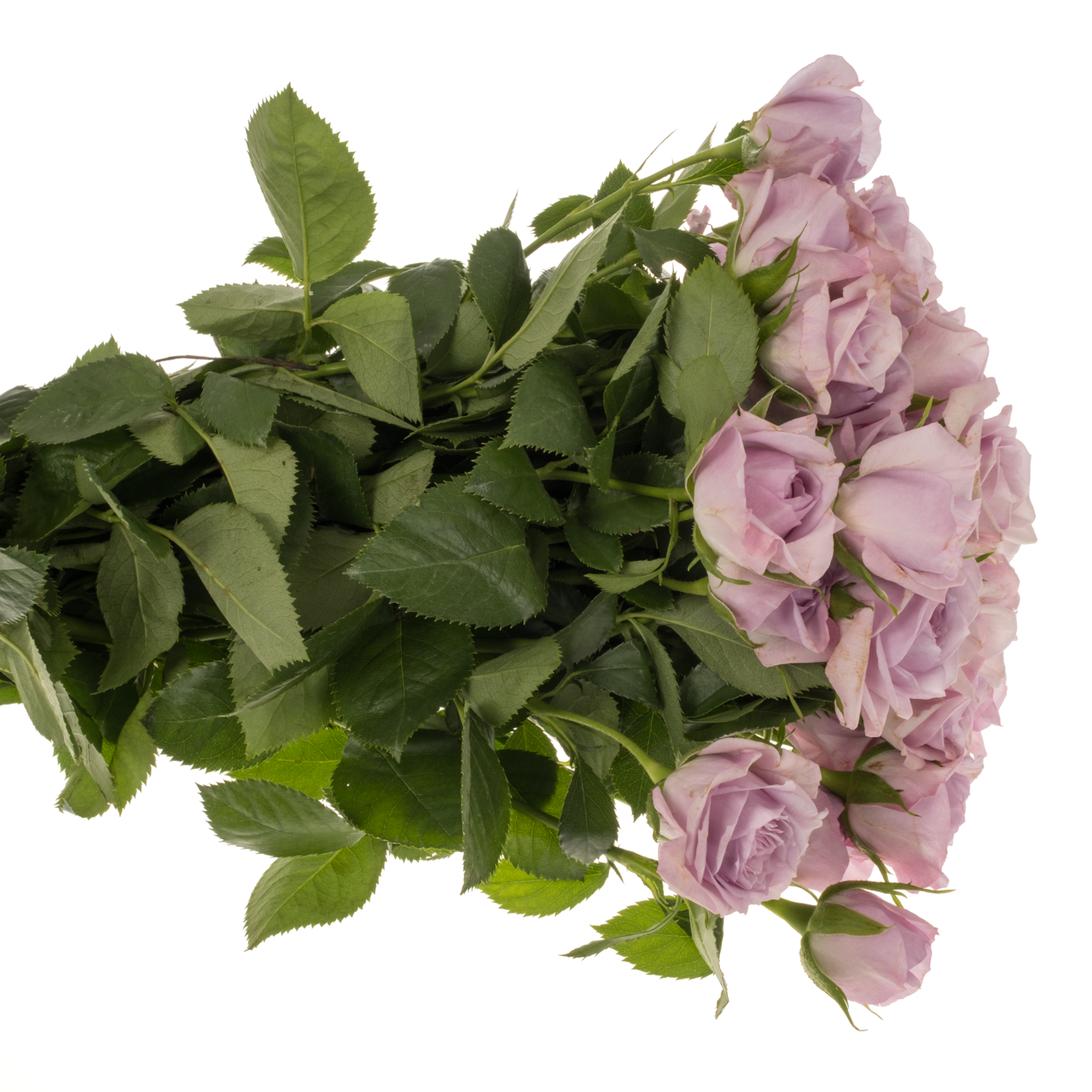 Rose verzweigt milka Nandi 6+Blüte 60cm
