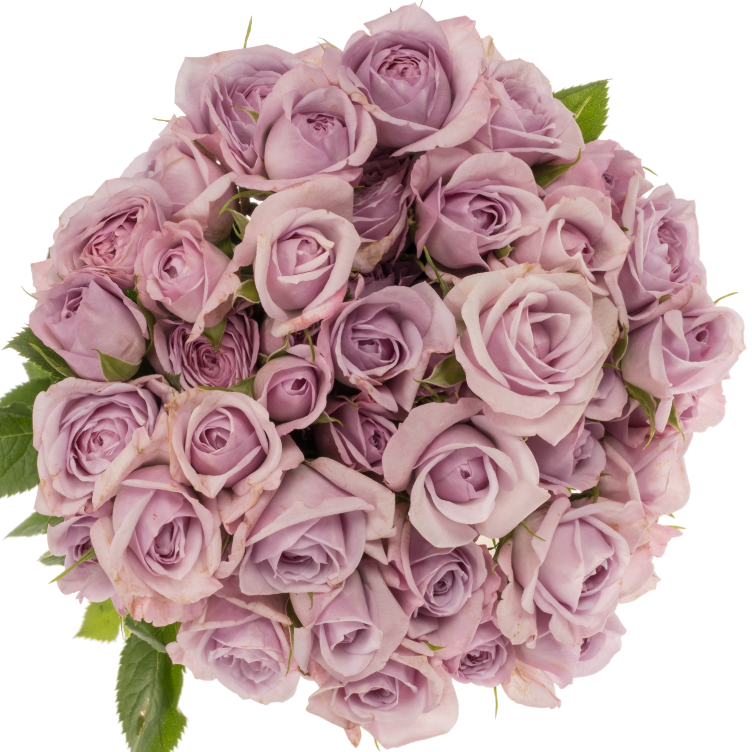 Rose verzweigt milka Nandi 6+Blüte 60cm