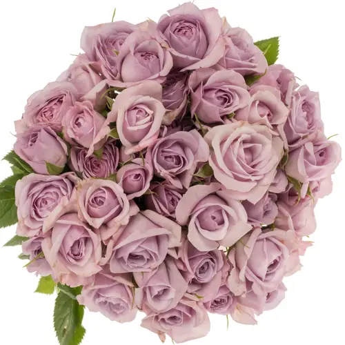 Rose verzweigt milka Nandi 6+Blüte 60cm