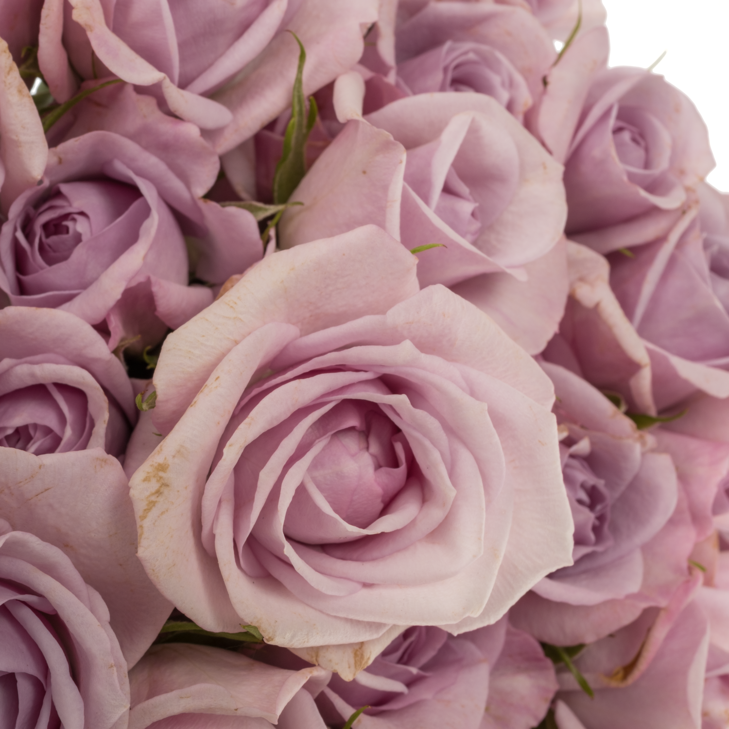 Rose verzweigt milka Nandi 6+Blüte 60cm