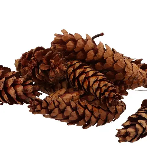 Strobus natur groß x50 