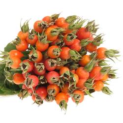 Hagebutte orange Pumpkin 70cm
