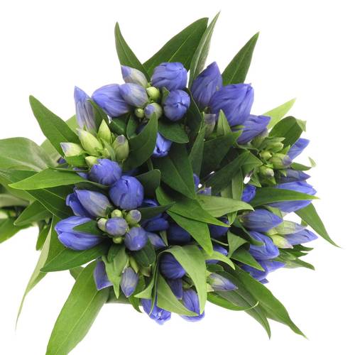 Gentiana blau Just Blue 80cm