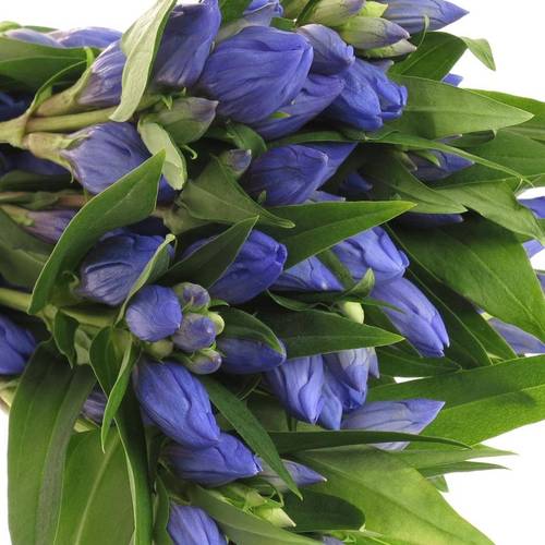Gentiana blau Just Blue 80cm