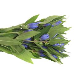 Gentiana blau Just Blue 80cm