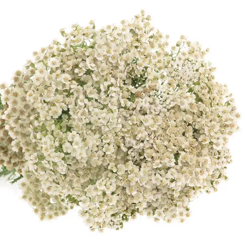 Achillea creme weiss Masterclass 60cm