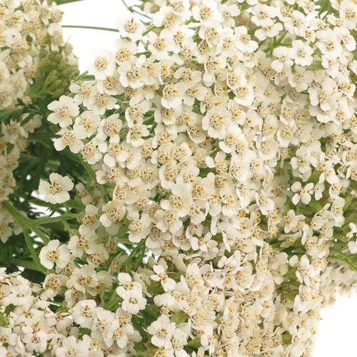 Achillea creme weiss Masterclass 60cm