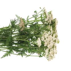 Achillea creme weiss Masterclass 60cm