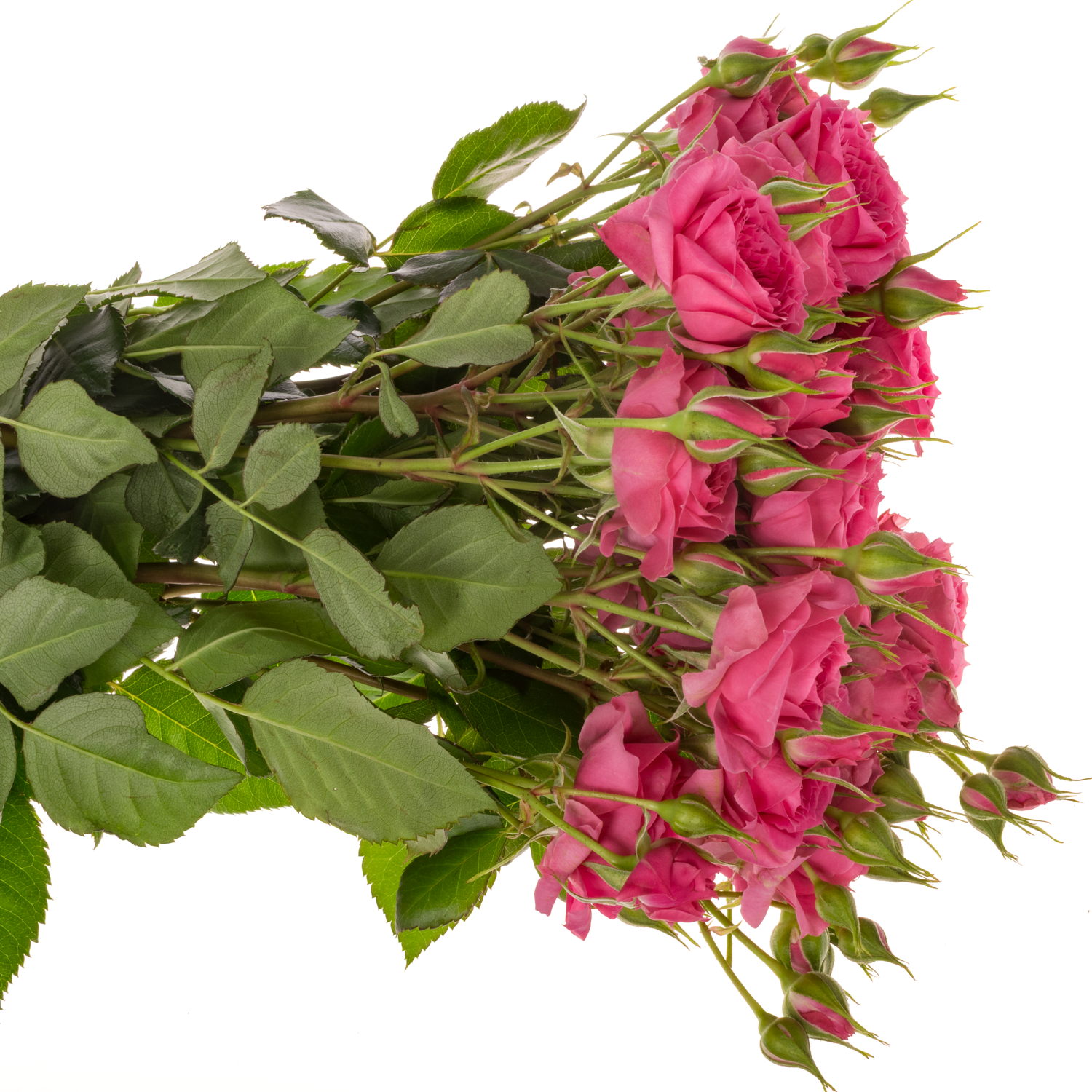 Rose verzweigt dunkel rosa Pink Dimension 4+Blüte 50cm