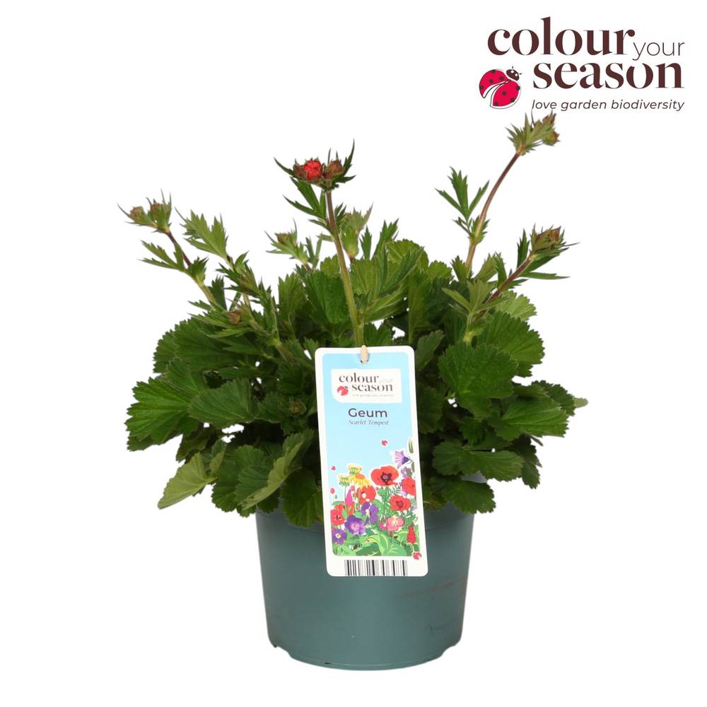 Geum orange Scarlet Tempest T19 H050