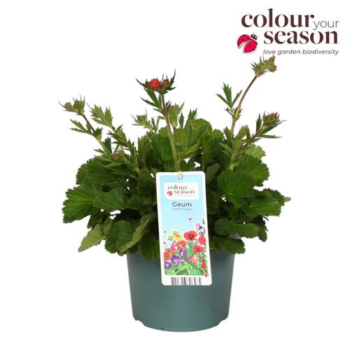 Geum orange Scarlet Tempest T19 H050