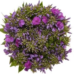 Phlox dunkel rosa 45cm