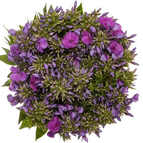 Phlox dunkel rosa 45cm