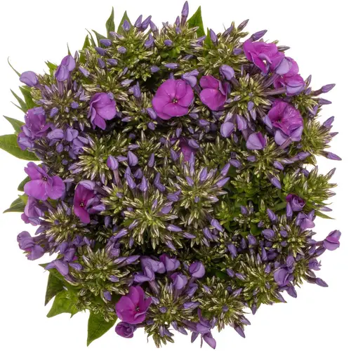 Phlox dunkel rosa 45cm