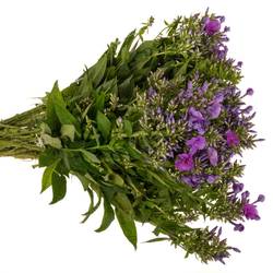 Phlox dunkel rosa 45cm