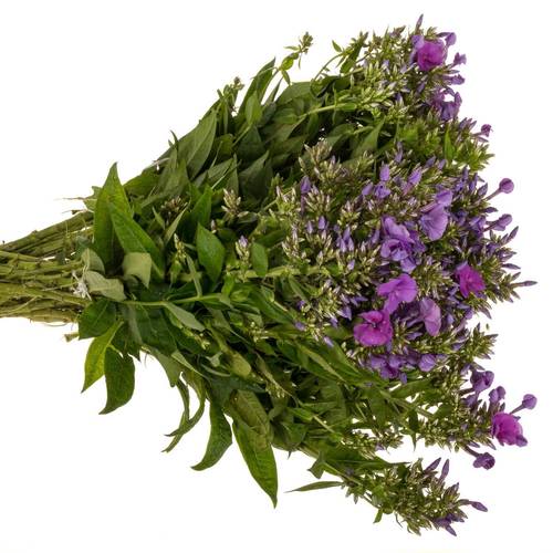 Phlox dunkel rosa 45cm