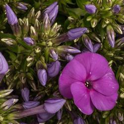 Phlox dunkel rosa 45cm
