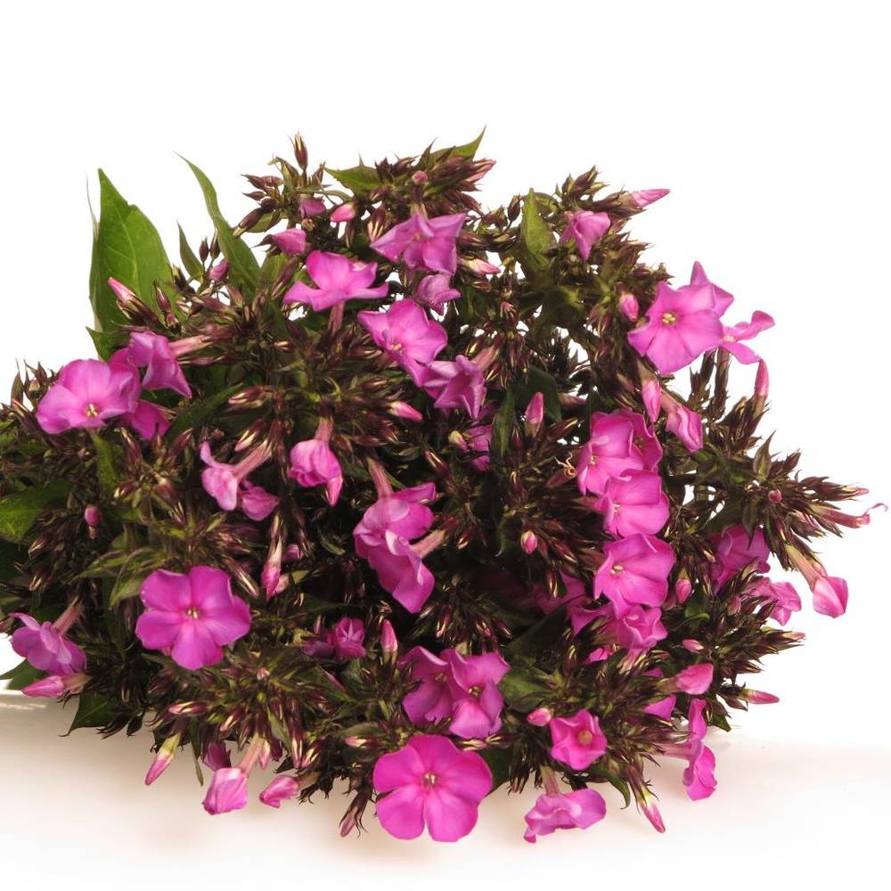 Phlox dunkel rosa 45cm