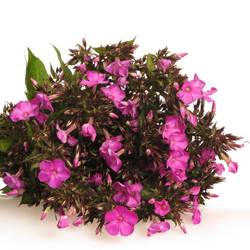 Phlox dunkel rosa 45cm