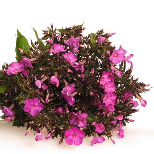 Phlox dunkel rosa 45cm
