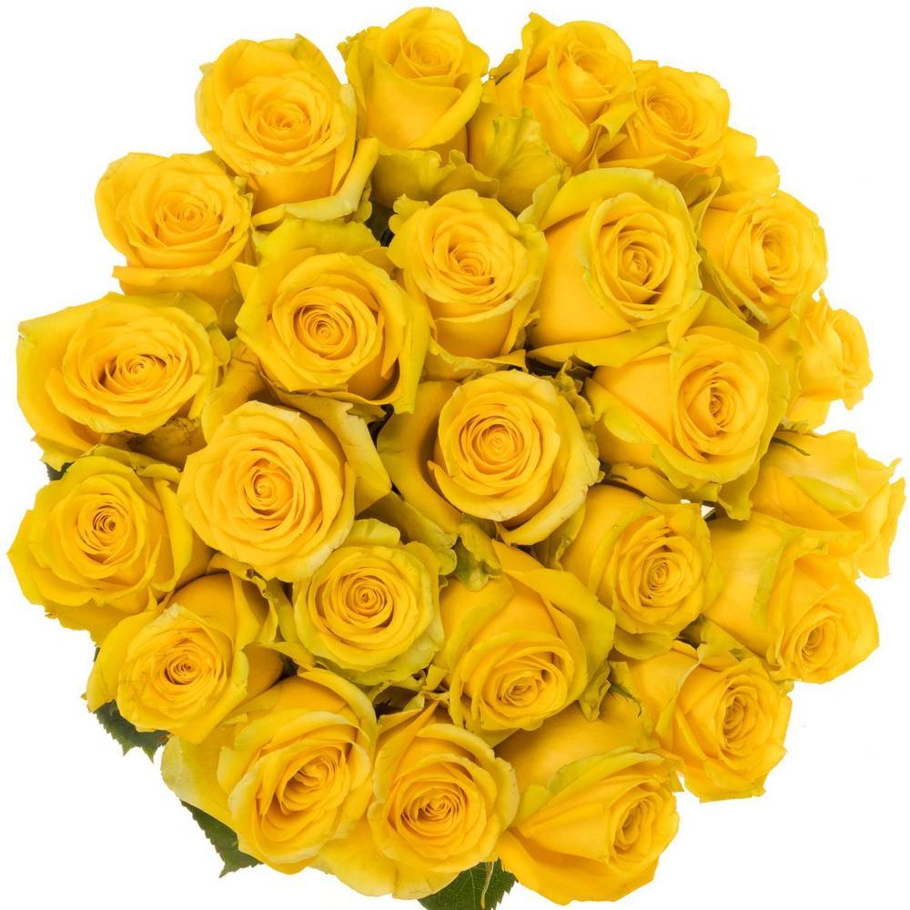Rose gelb High & Exotic (Ec) 70cm