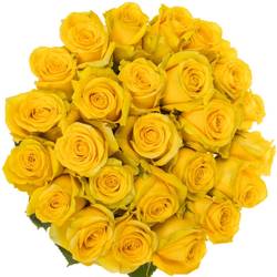 Rose gelb High & Exotic (Ec) 70cm