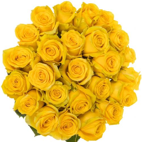 Rose gelb High & Exotic (Ec) 70cm