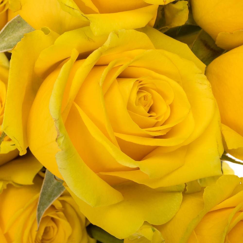 Rose gelb High & Exotic (Ec) 70cm