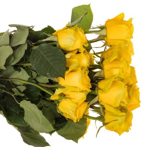 Rose gelb High & Exotic (Ec) 70cm