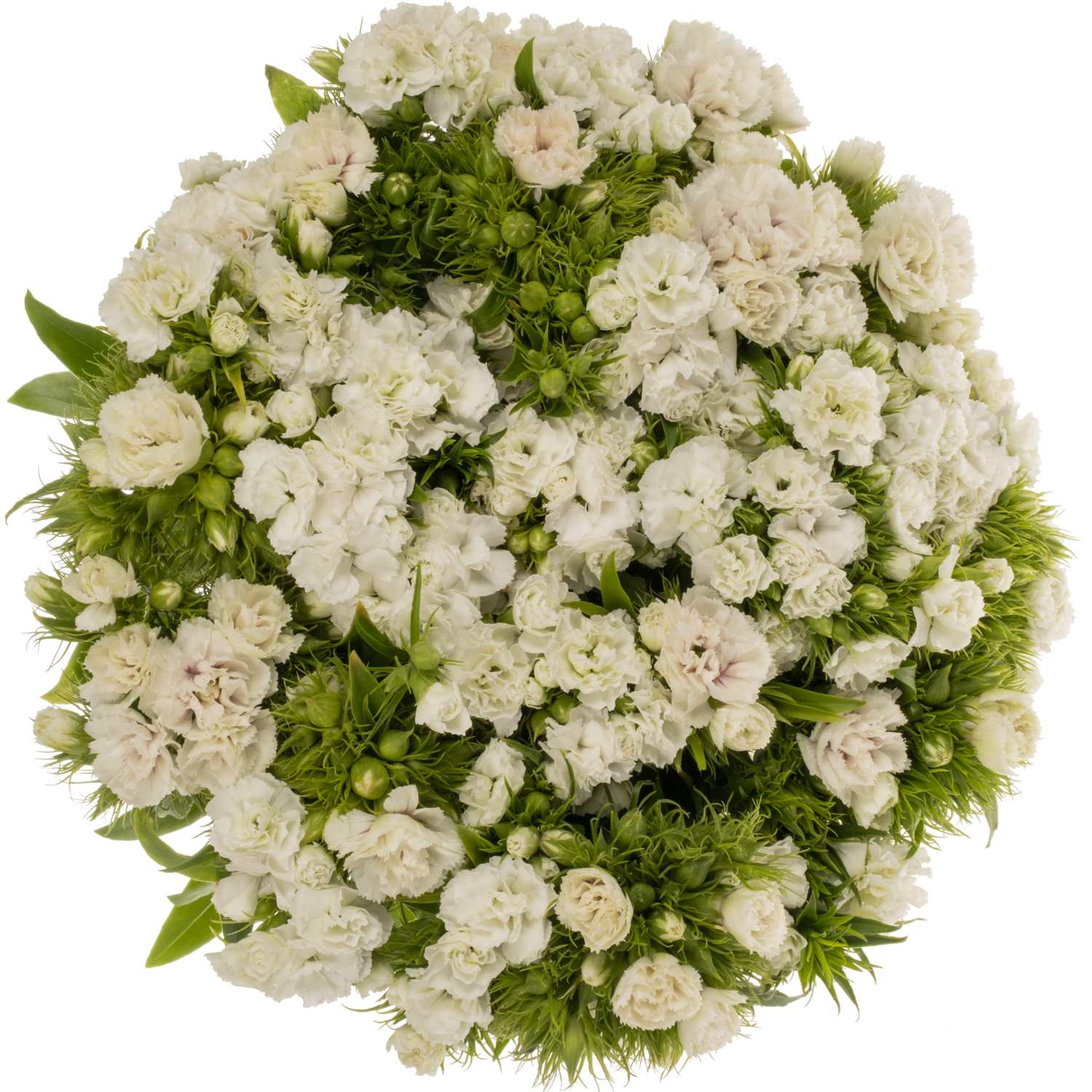 Bartnelke weiss Doblino White 55cm