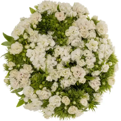 Bartnelke weiss Doblino White 55cm