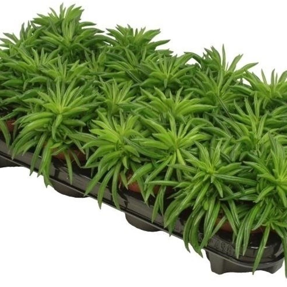 Peperomia Happy- Bean T10,5 H15