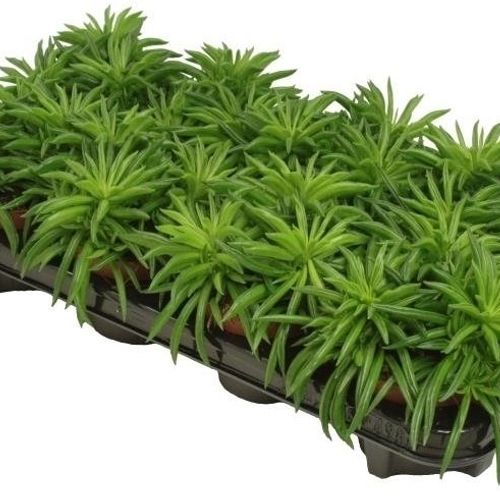 Peperomia Happy- Bean T10,5 H15