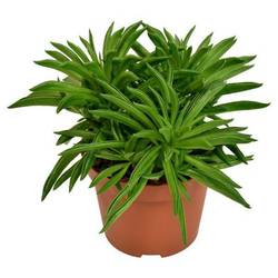 Peperomia Happy- Bean T10,5 H15