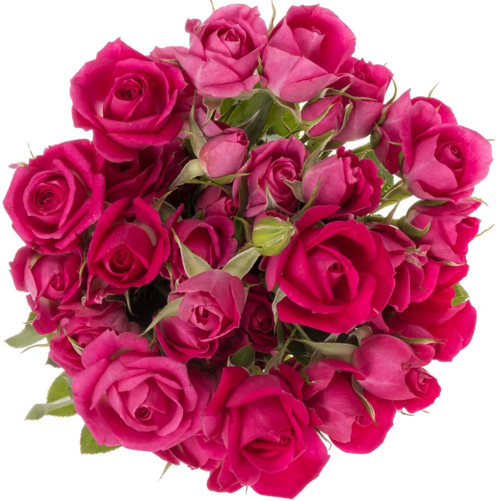 Rose verzweigt fuchsia Alicia 3+Blüte 40cm
