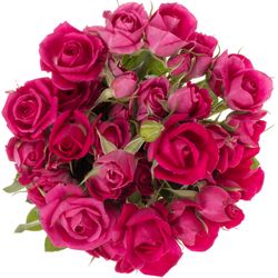 Rose verzweigt fuchsia Alicia 3+Blüte 40cm