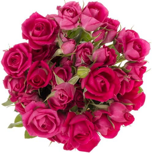 Rose verzweigt fuchsia Alicia 3+Blüte 40cm