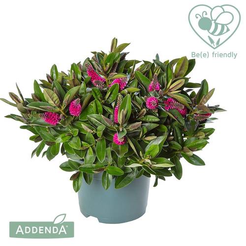 Hebe dunkel rosa Eva Addenda T17 H035