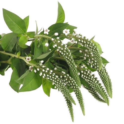 Lysemachia weiss Elisabeth 70cm