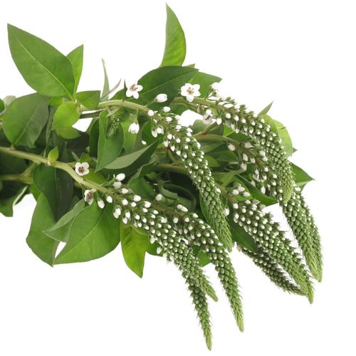 Lysemachia weiss Elisabeth 70cm