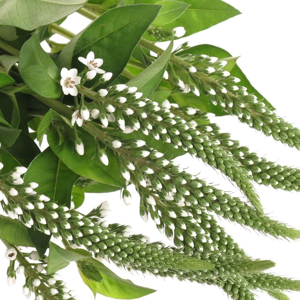 Lysemachia weiss Elisabeth 70cm