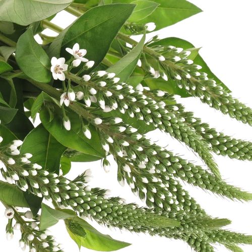 Lysemachia weiss Elisabeth 70cm
