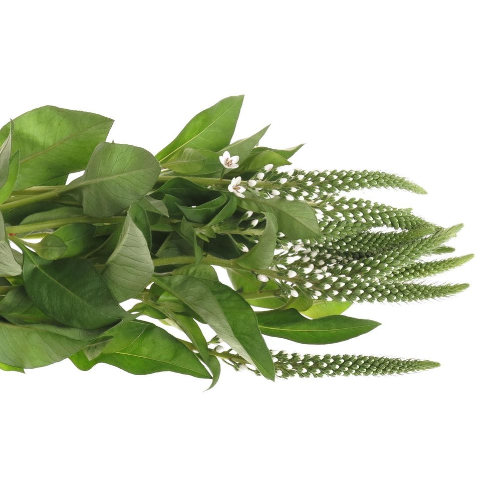 Lysemachia weiss Elisabeth 70cm