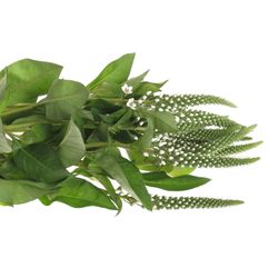 Lysemachia weiss Elisabeth 70cm