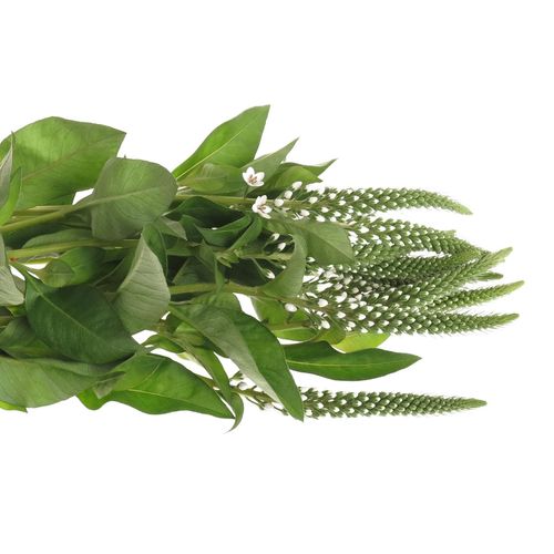 Lysemachia weiss Elisabeth 70cm